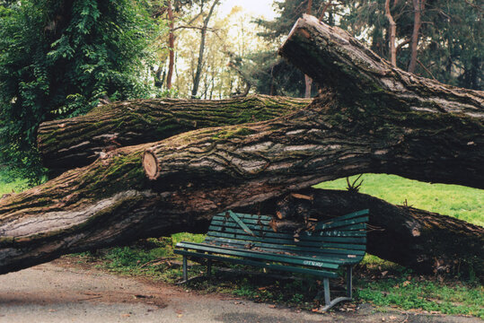Big Old Tree Fallen on a Bench in a Park During an Autumn Day. Milano, Italy. Film Photography