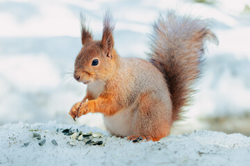 Naklejka na ściany i meble A squirrel eats nuts in a snowy park. Cute animal eating in nature
