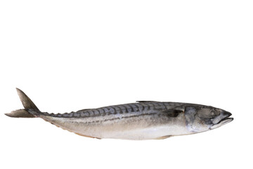 Mackerel fish fresh frozen, blue mackerel on a transparent isolated background. PNG. - obrazy, fototapety, plakaty