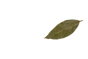 Dry, withered, bay leaf. PNG, transparent background.