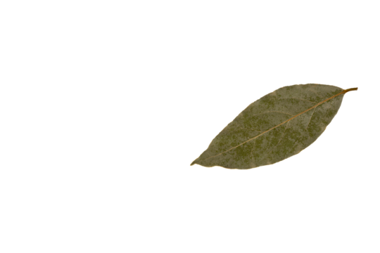 Dry, withered, bay leaf. PNG, transparent background.