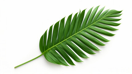 Vibrant Tropical Palm Leaf Isolated on White Background - Exotic Foliage for Clean, Fresh, and Elegant Botanical Designs, Perfect for Spa, Resort, and Vacation Concepts.