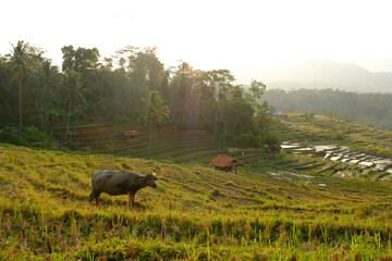 a view of dry rice fields in a village in the morning 