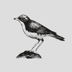 Doodle bird sitting on a stone. Outline vector illustration.