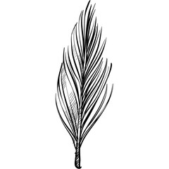 feathers handdrawn illustration