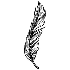 feathers handdrawn illustration © nikagraphic