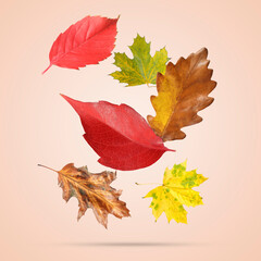 Many different bright autumn leaves falling on beige background