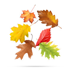 Many different bright autumn leaves falling on white background