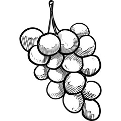grape handdrawn illustration