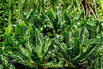 fern tree, air purifying plant green leaves, garden decoration