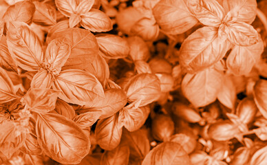 Color of the year 2024: Peach Fuzz. Close up of fresh basil in the garden