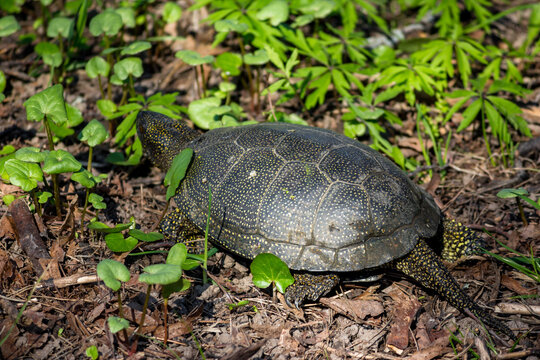 A marsh turtle that crawled out of a pond into the grass in the park. European pond turtle (Emys orbicularis)