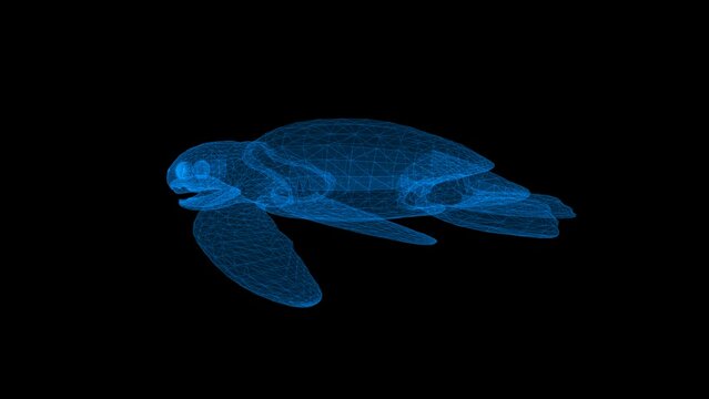 wireframe sea turtle