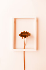 Color of the year 2024: Peach Fuzz. gerbera flower in a white frame