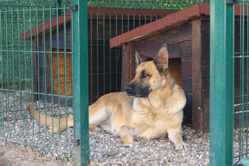 Sad german shepherd in a box in an asylum for abandoned dogs