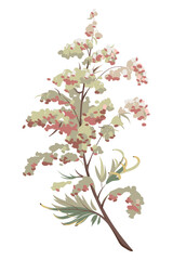 Colorful Wormwood hand drawn sketch. Set of elements on a white background. Medical herb and spice. Vintage wormwood branch. 
