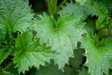 Wild nature. Deep forest. Closeup of fresh mint leaves displayed on herbs market High quality photo