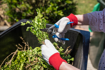 Older lady cutting green garden waste with pruner over the bin. Spring garden cleaning.