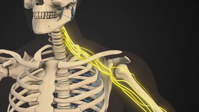 Brachial plexus network of nerves in the shoulder structure