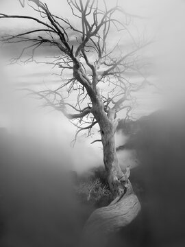 Portugal,Madeira, Dead tree on Pico Ruivo peak
