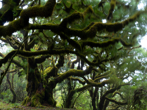 Portugal, Madeira, Ancientmoss-coveredlaurel trees on Madeira Island
