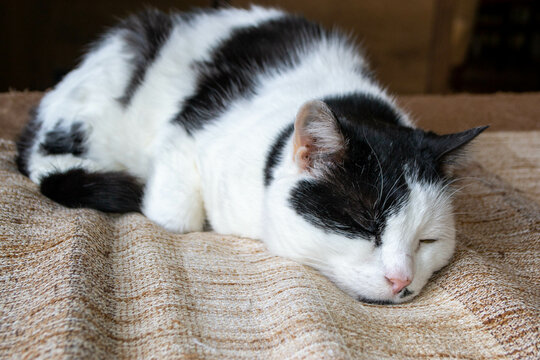 A black and white cat with a green eye is sleeping on a brown and tan blanket. High quality photo