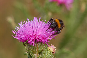 Amazing bumblebee,, Bombus terrestris,, on summer meadow in morning, Danubian forest, Slovakia