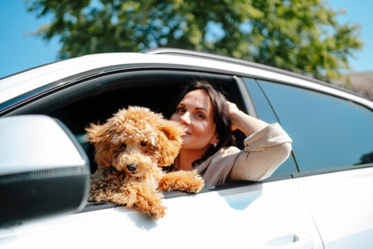 Smiling woman leaning out of window with poodle dog in car