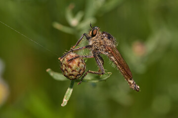 Dance fly,, Empis tessellata,, on its natural environment, Danubian forest, Slovakia
