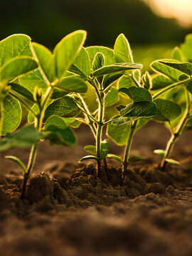 Serbia,VojvodinaProvince,Close-upof soybean growing in field