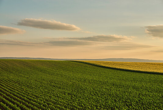 Serbia, Vojvodina Province, Clouds over vast corn field at summer dusk