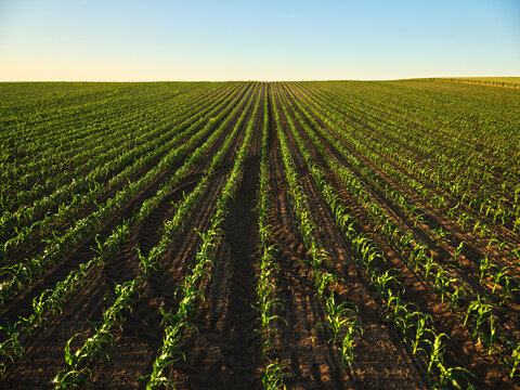 Serbia, Vojvodina Province, Vast corn field in summer