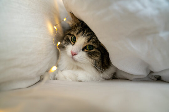 Cat sitting under pillows with string light