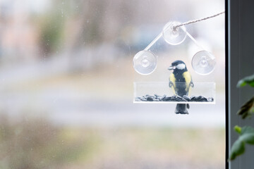 titmouse has seeds in a transparent feeder, in winter, copy space. Bird care in winter