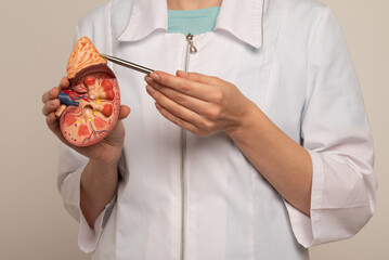 Doctor nephrologist pointing on anatomical kidney model in hand.