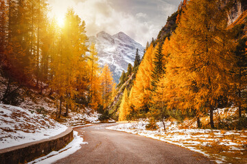 A fantastic image of an alpine road stretching through a larch forest. Dolomite alps, South Tyrol,...