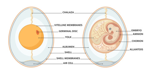 Embryo development in the egg. - obrazy, fototapety, plakaty