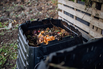 Compost in composter in garden, putting organic materials, kitchens scraps, yard waste in composter. Concept of composting and sustainable organic gardening.