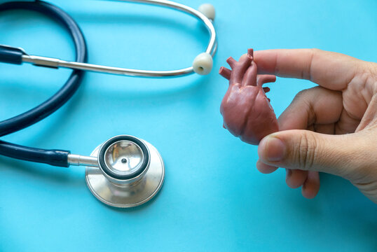 World Heart Day , world hypertension day, Cardiology concept. Healthcare banner. Hand holding heart model.