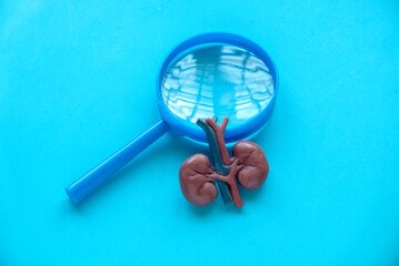 Concept of World kidney day, National Organ Donor Day, donation, diagnosis, protection and treatment. Healthcare banner. Kidney model with magnifying glass.