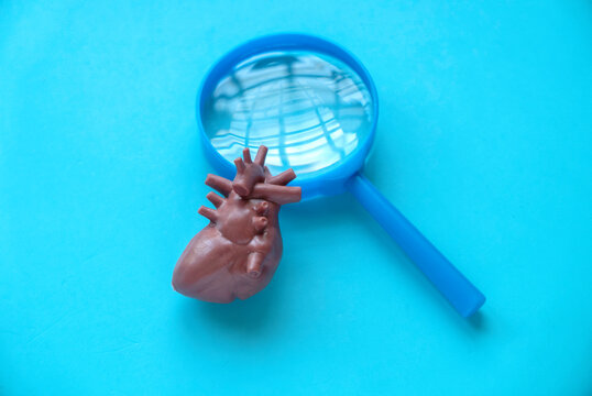 World Heart Day , world hypertension day, Cardiology concept. Healthcare banner. Heart model and magnifying glass.