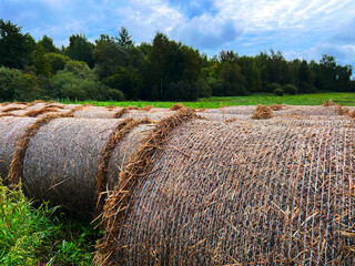 Close-up of haystacks in the field, made by farmers for winter preparations, are rolled and baled as fodder and feed for the animals in the rural scene. - obrazy, fototapety, plakaty