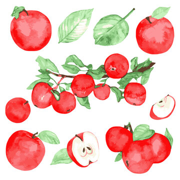 Watercolor vector set of different apples