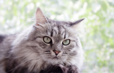 Adorable Domestic fluffy gray Cat with long Whiskers and green eyes on color blurry Background