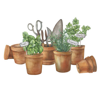 recommend clip art: Ceramic pots with culinary herb rosemary, parsley and basil. Old vintage garden tools: scissors, pruners, scoop, rake for garden work. Hand drawn watercolor painting illustration isolated on white.