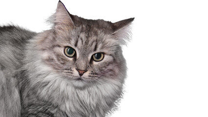 Adorable Domestic fluffy gray Cat with long Whiskers isolated  on transparent Background