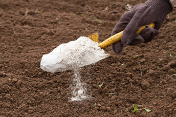 the gardener strews dolomite flour on the plowed land