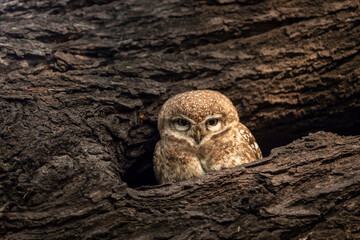 spotted owlet or Athene brama owl closeup portrait with eye contact in nest or hollow in tree...