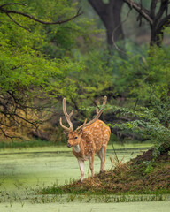 big antler male spotted deer or chital cheetal or axis axis in wild natural green scenic landscape background in winter outdoor wildlife safari at keoladeo national park bharatpur bird sanctuary india