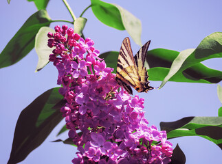 Butterfly machaon at the purple lilac